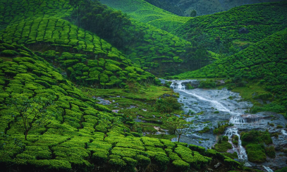 Munnar-Kerala